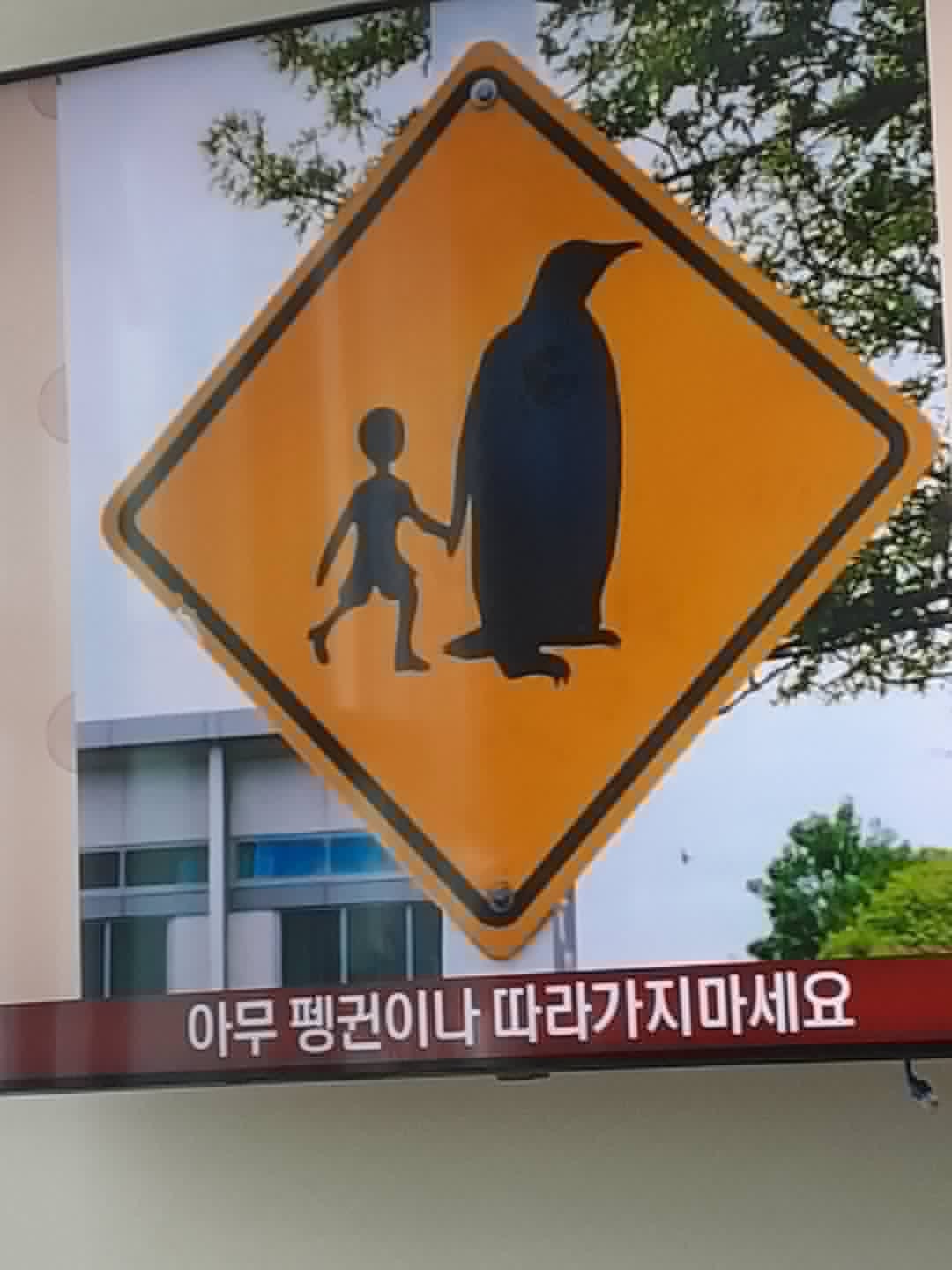 백도고 개인결제
